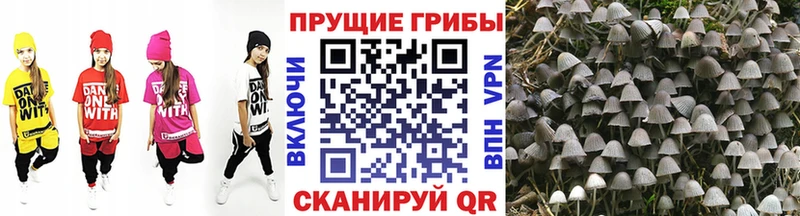 Псилоцибиновые грибы Magic Shrooms  продажа наркотиков  omg ТОР  Ачхой-Мартан 